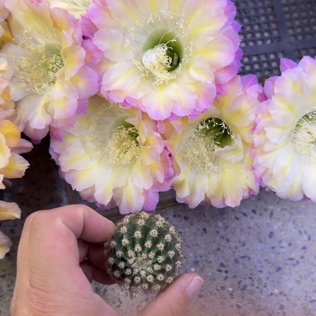 208彩草马丙歪无根侧牙3公分左右，20包邮