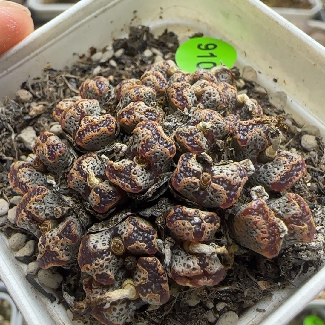 勋章群多肉植物910