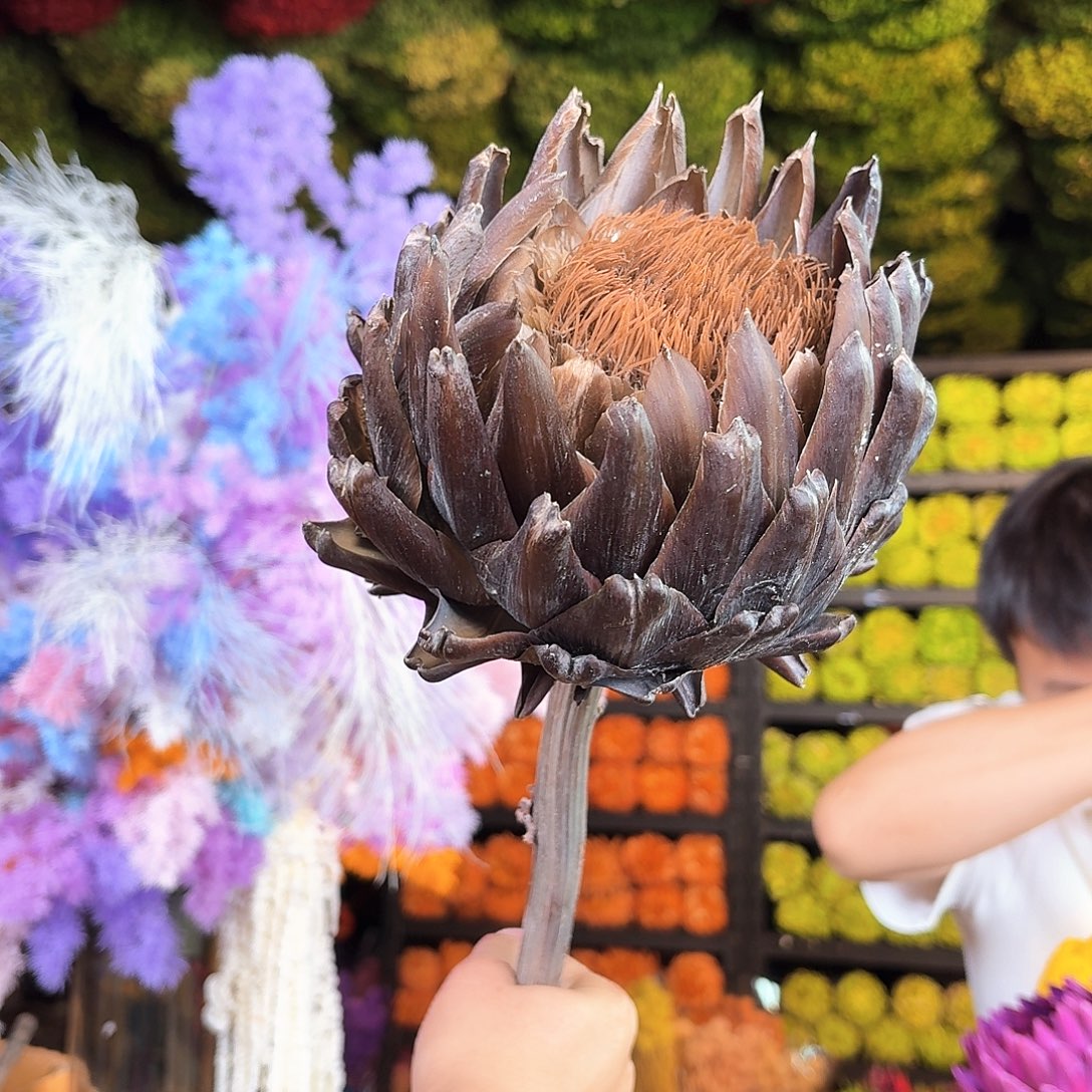 娜***昕完全开放A150咖色1枝