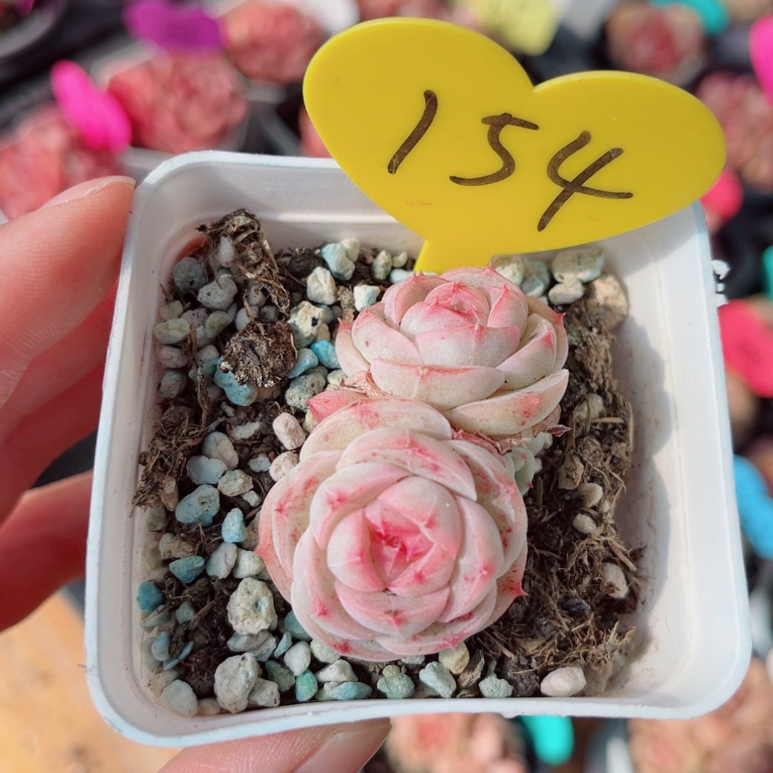 ****犀154号小老桩珍妮双头