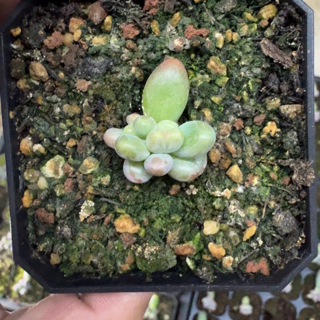 绿体烟花 叶插 一物一拍