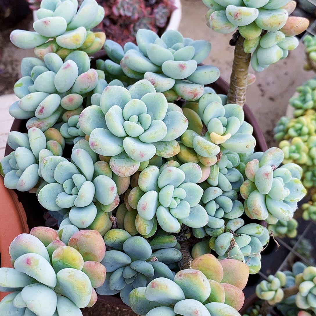 香香劳尔整桩整群老桩