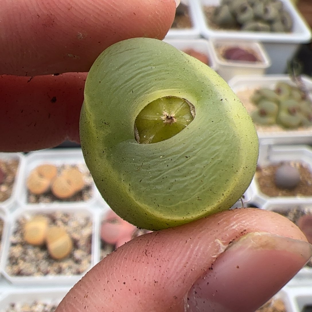 0335号O泡 多肉植物