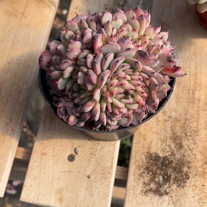 马赛尔多肉植物886