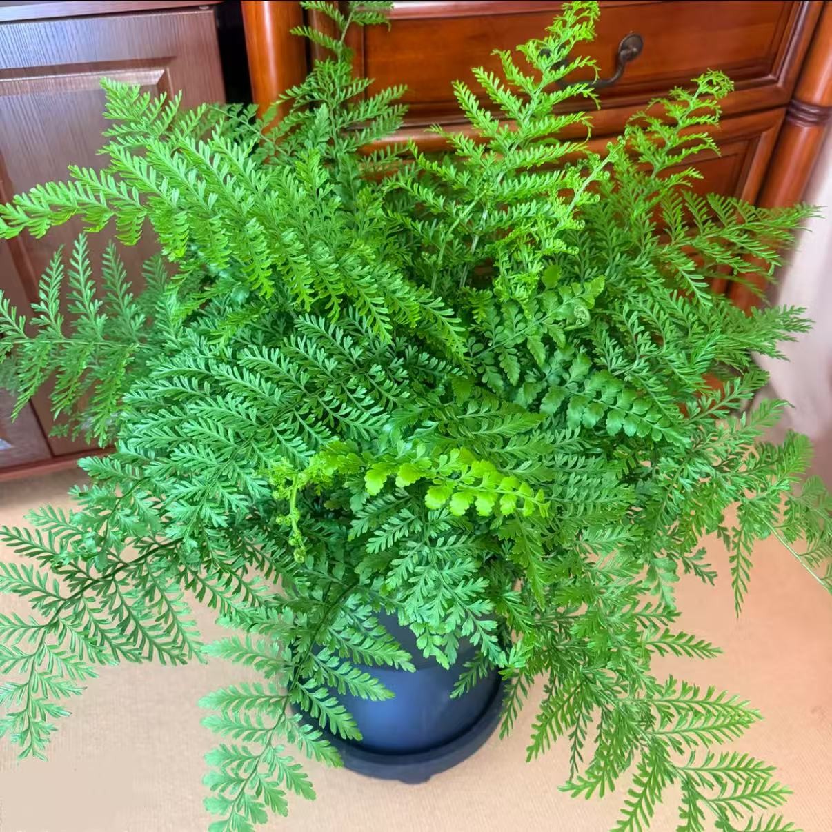吉姆蕨室内客厅桌面盆栽四季常青净化空气好养活适合家居摆放绿植