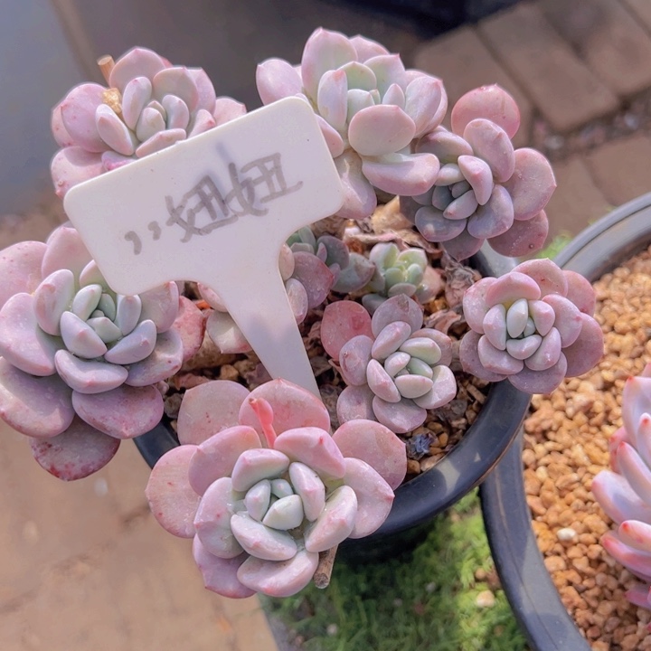 健健康康平平安安多肉