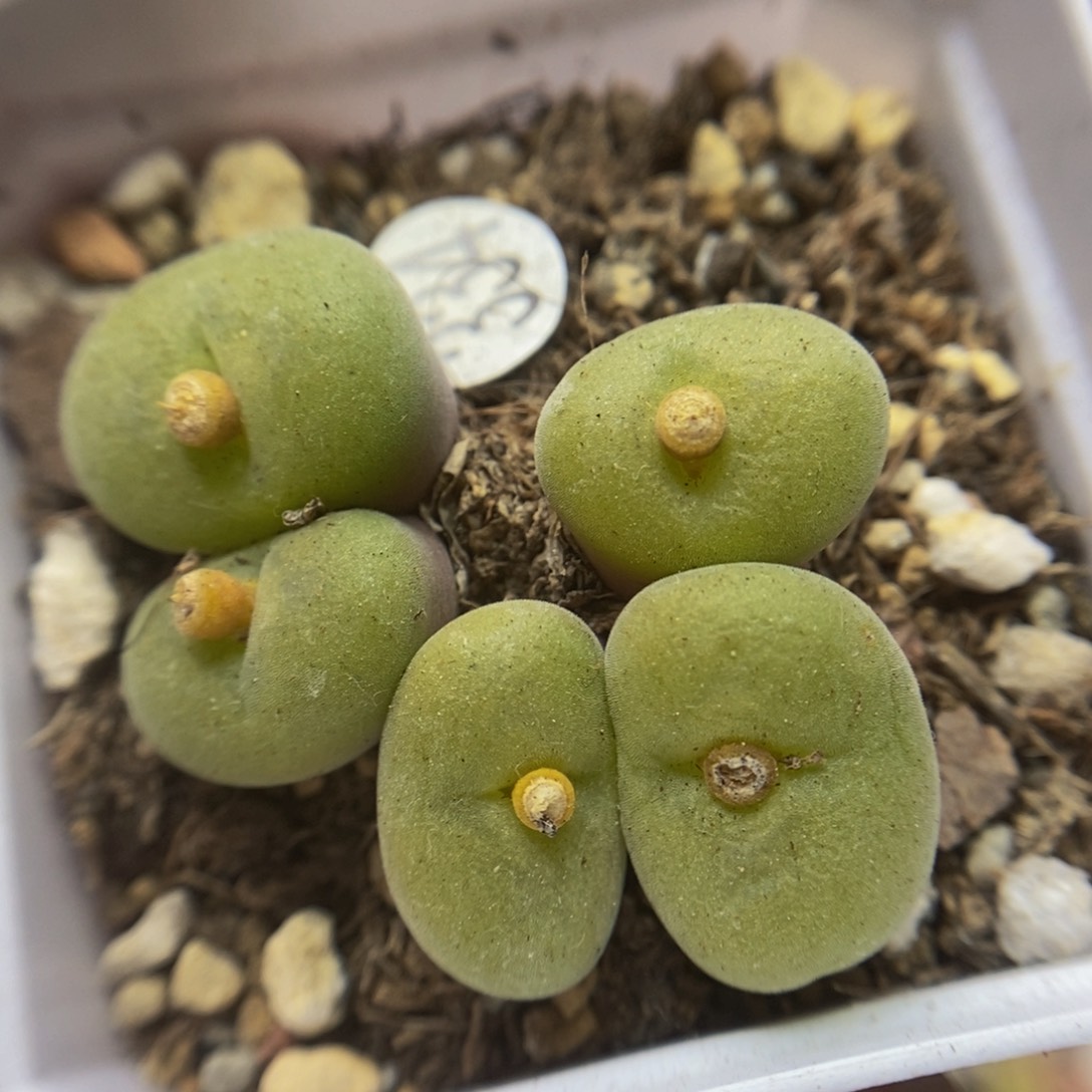 空卡佛群五头多肉福利334