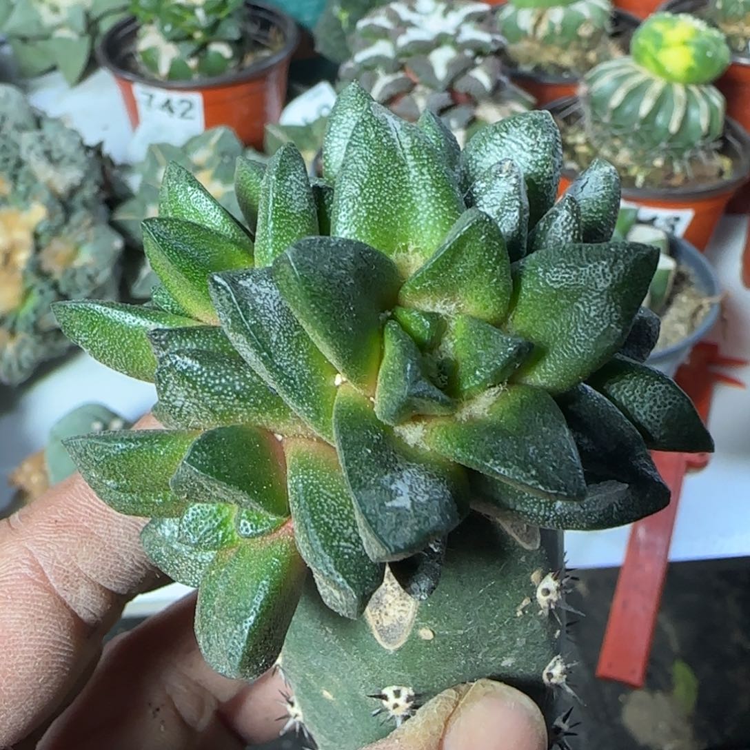 【闪购商品】超短尤龙角群270