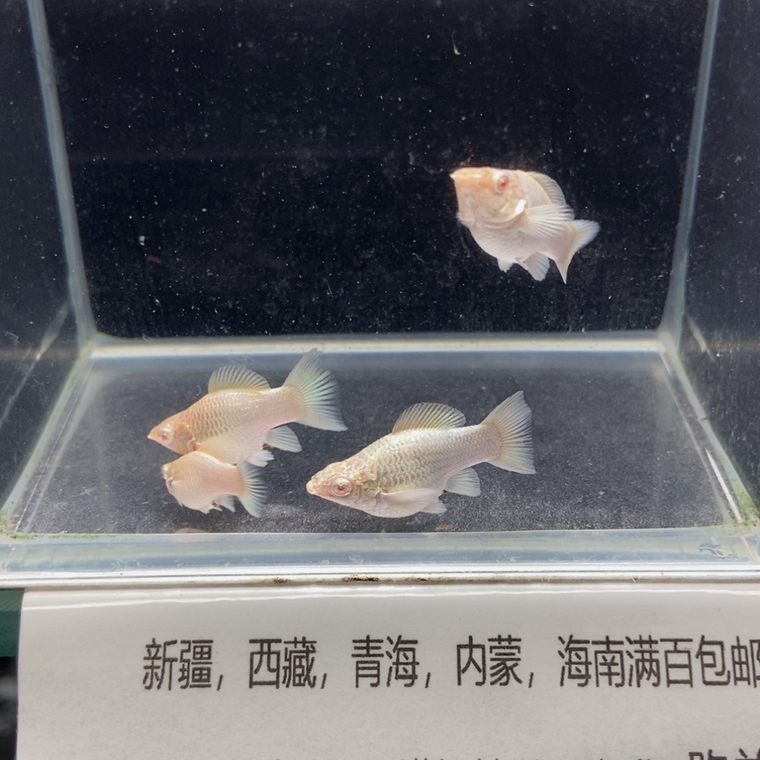 海水鱼越南原线玛丽四条