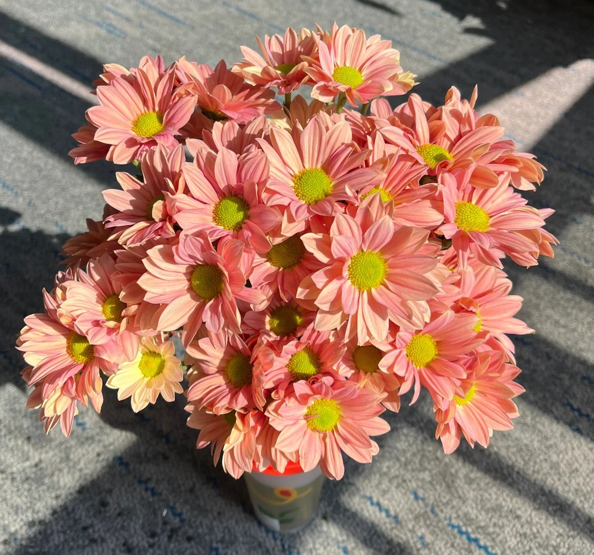 【源头优选】三文鱼小菊-云南直发鲜花家居水养插花鲜切花