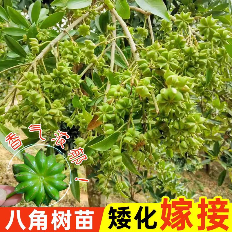 八角树树苗嫁接大料八角树盆栽八角树小苗八角苗树南方种植果树苗