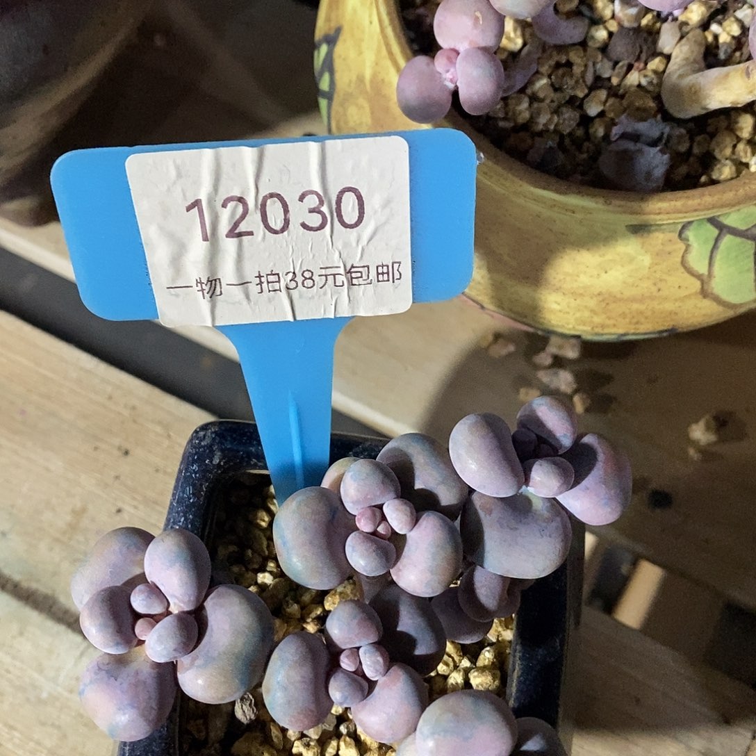 12030凹凸小白额KTV