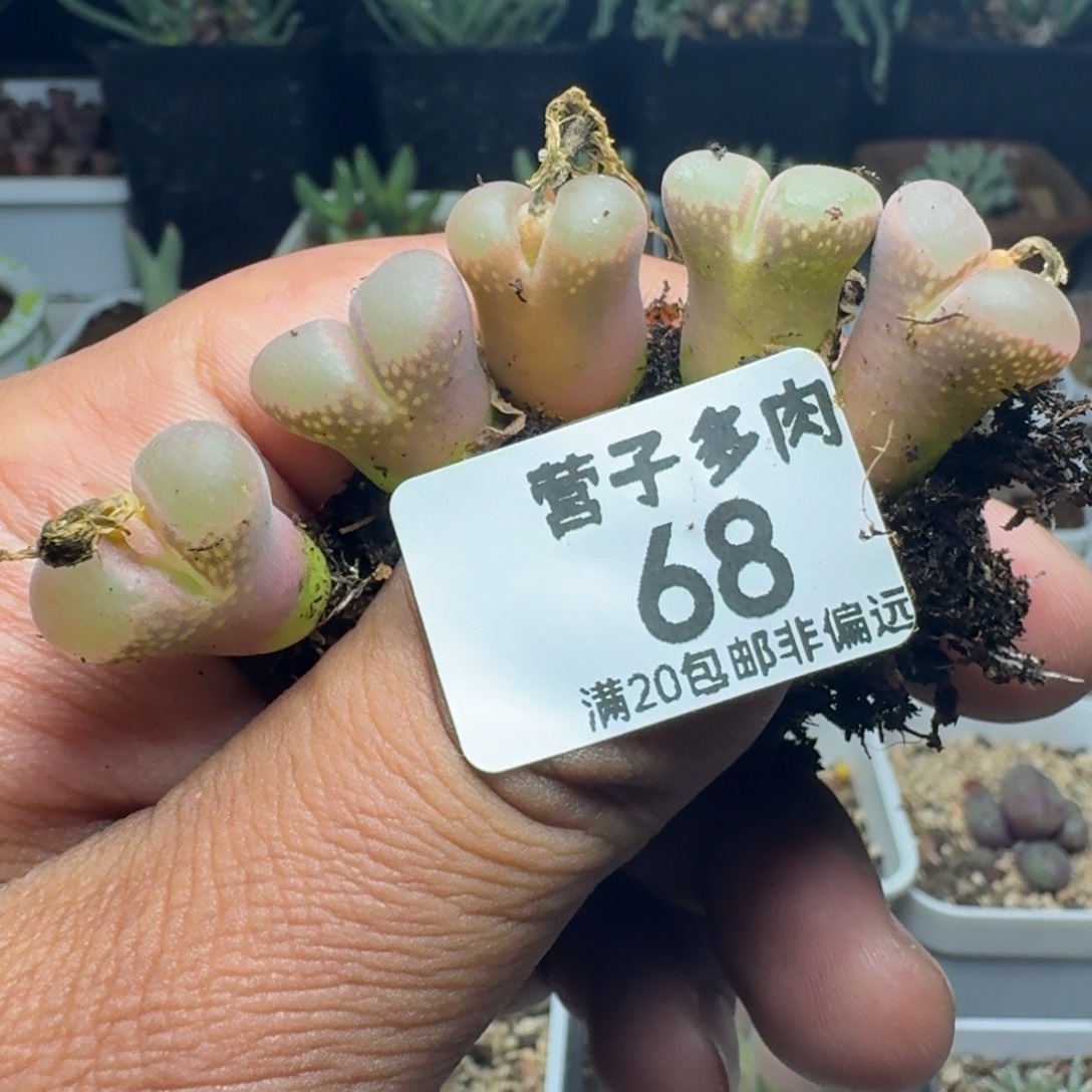 老***堡红宝石。                