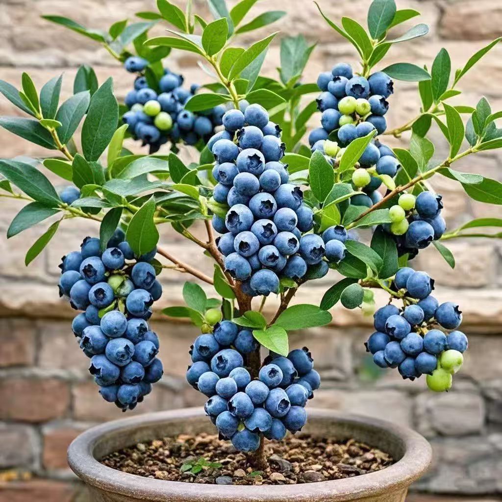 正宗蓝莓苗薄雾蓝莓树苗果树苗盆栽南北方种植阳台果树苗当年结果