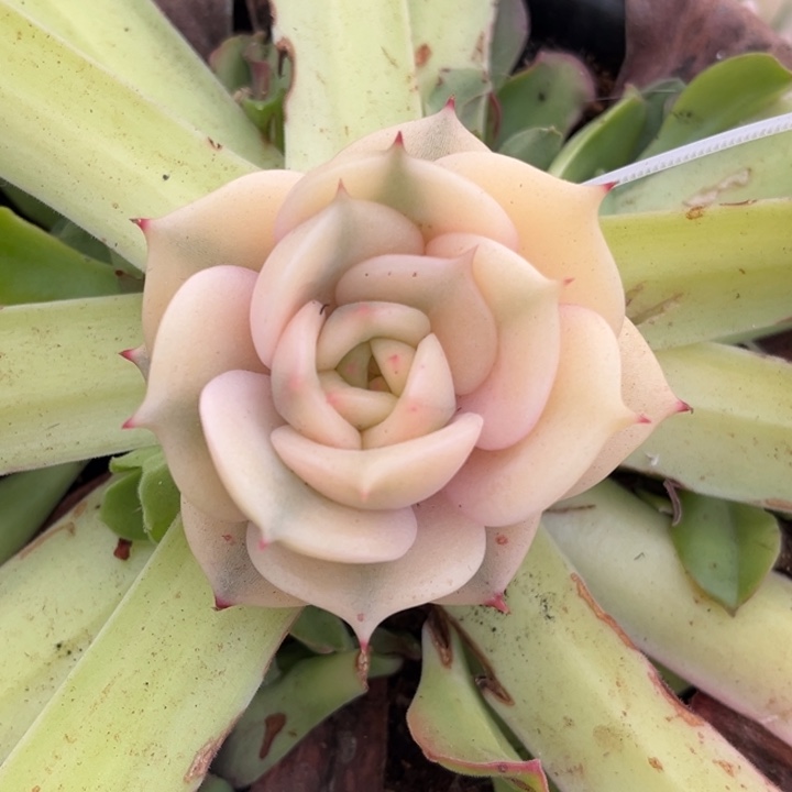 贝加尔湖锦全腹轮带嫁木