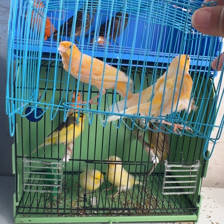 自***然文鸟公鸟两只，下午发