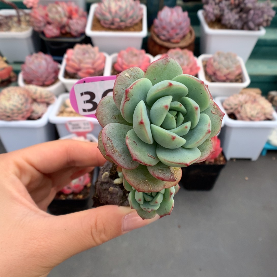 361香草多肉植物