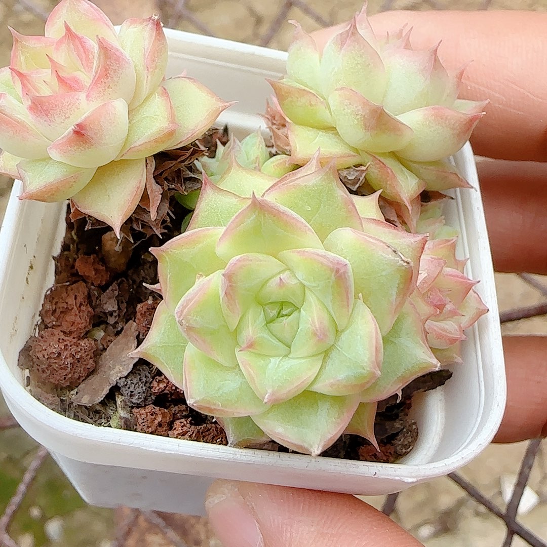 皮***皮【闪购商品】1011-113全散的