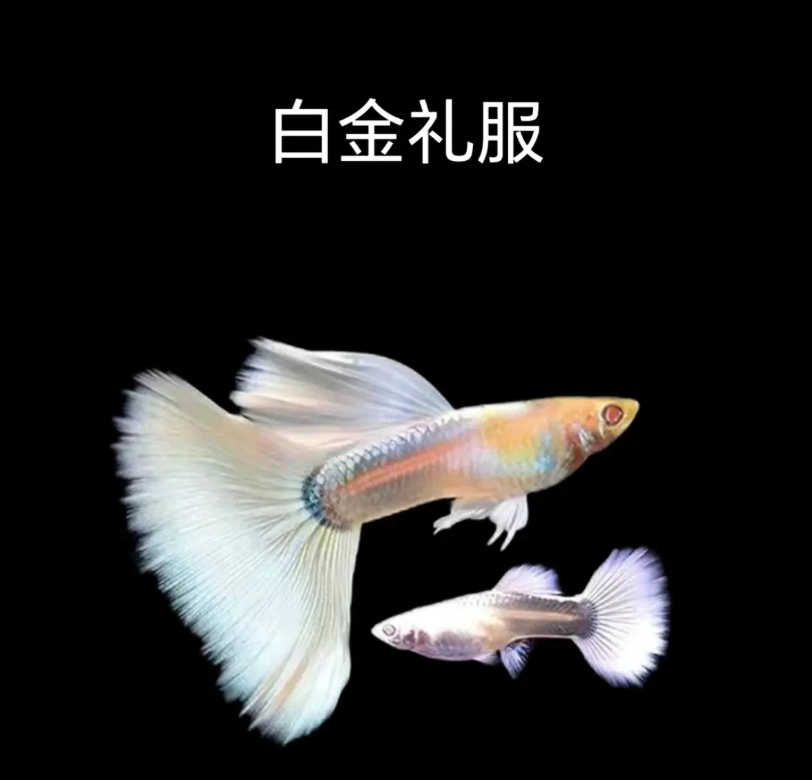 白金礼服孔雀鱼 实物以直播间为准（无开箱视频无法报损）