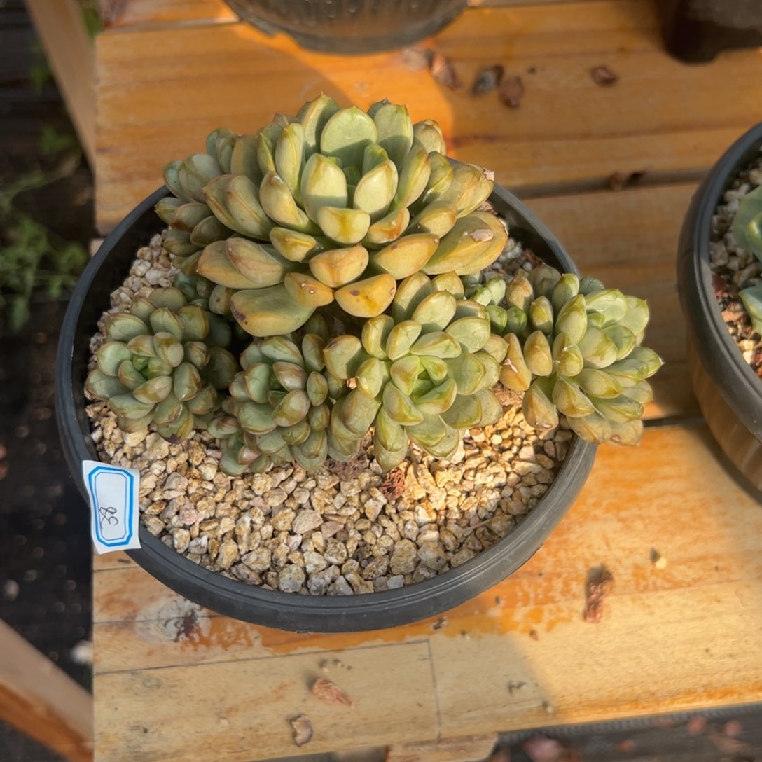 多肉植物多头葡萄