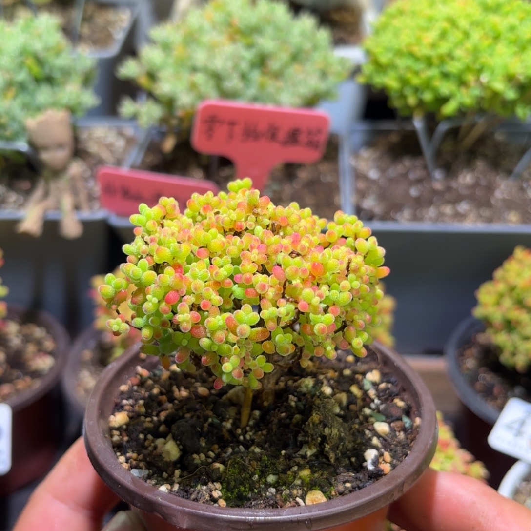 枝干番杏密橘糖球454