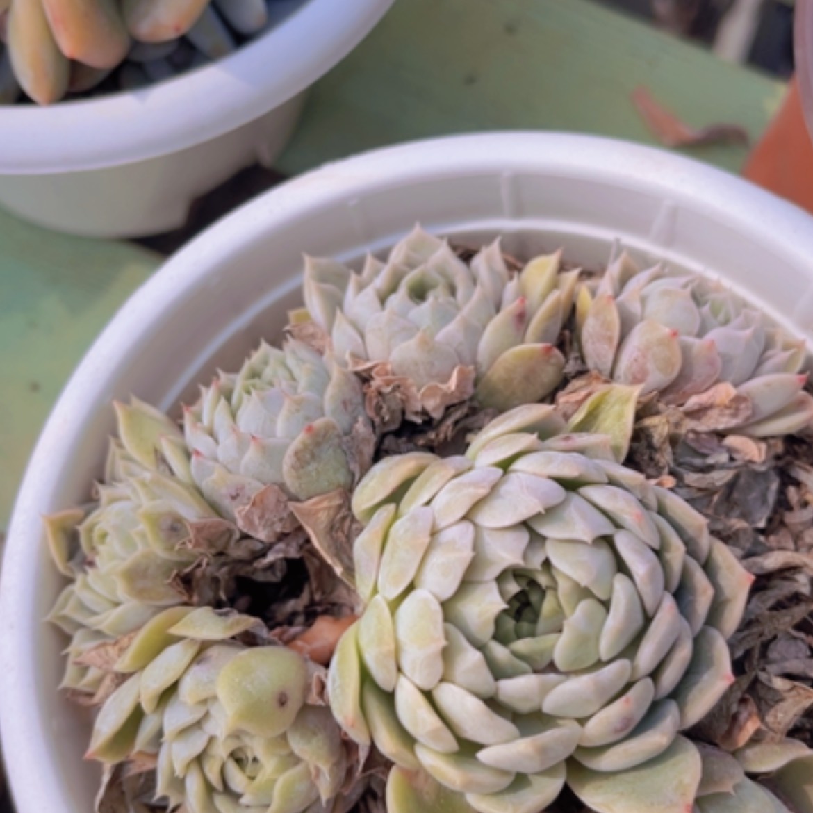 【闪购商品】玛丽贝尔08163