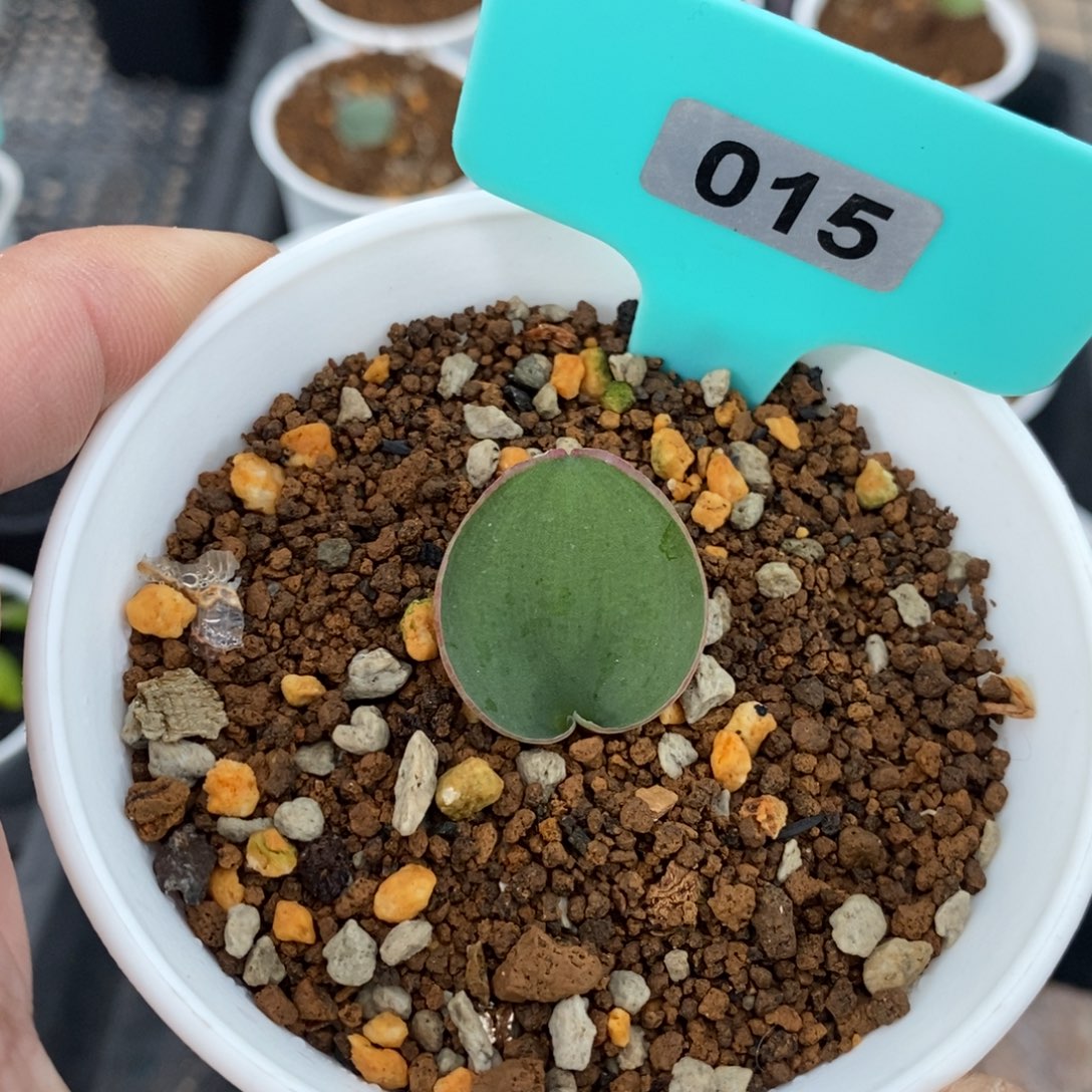红边爱心产地多肉植物
