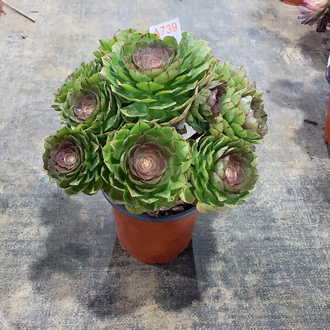 万拉丝739多肉法师