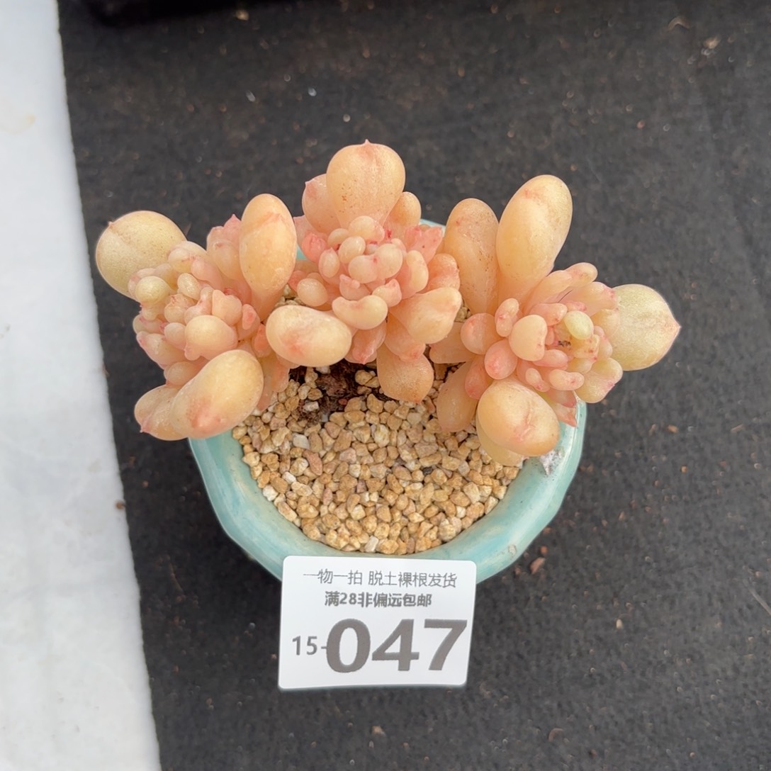 比尔盖茨老桩多肉多肉