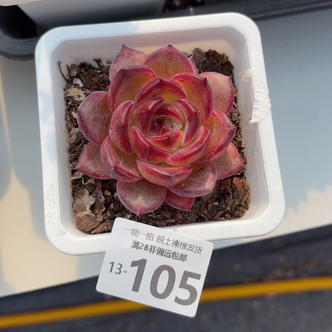 黑武士单头多肉多肉