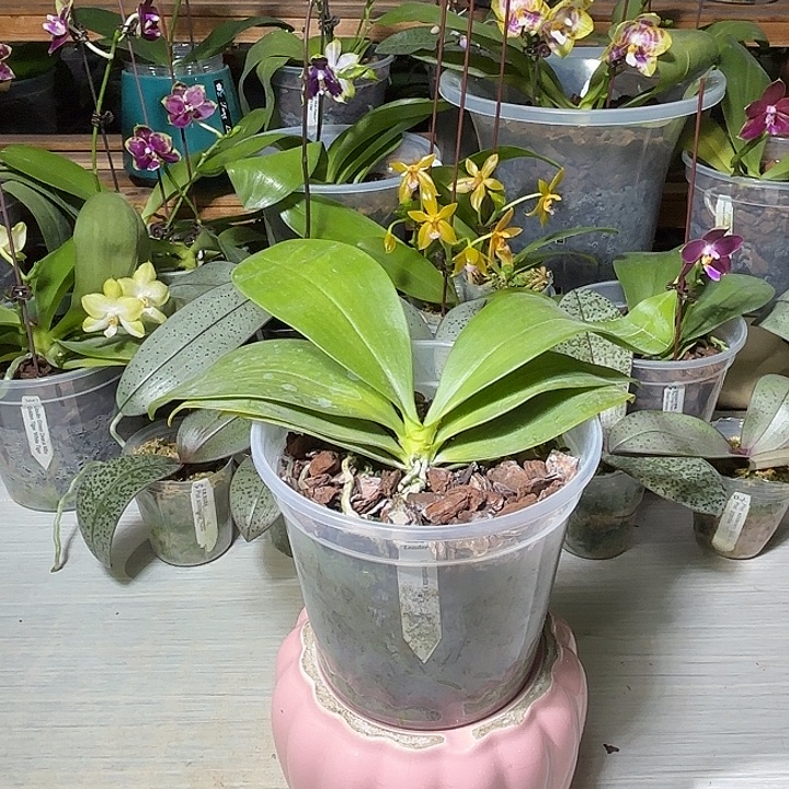 凌***希当前无花栽培后可以开花羞花