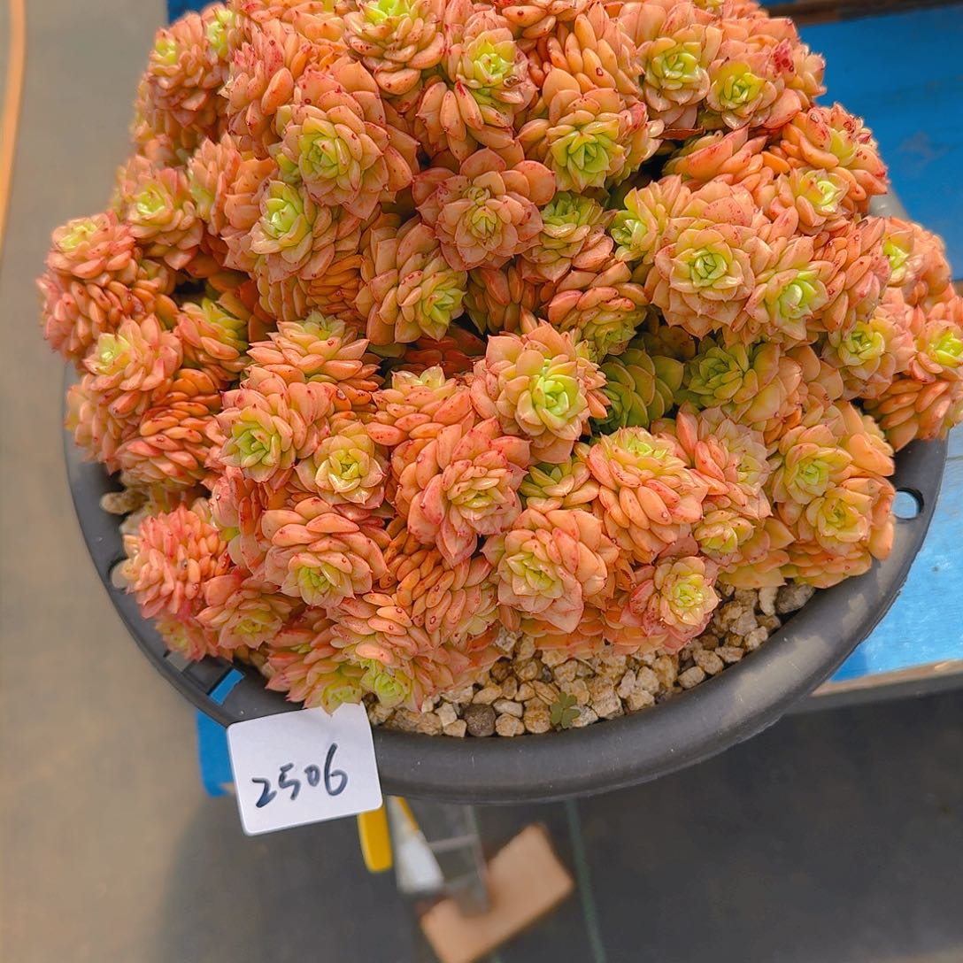 ?****2506蜡牡丹多肉