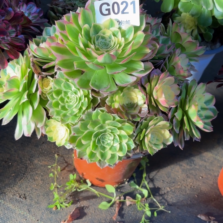 瑞妈，，，，，，021海王，