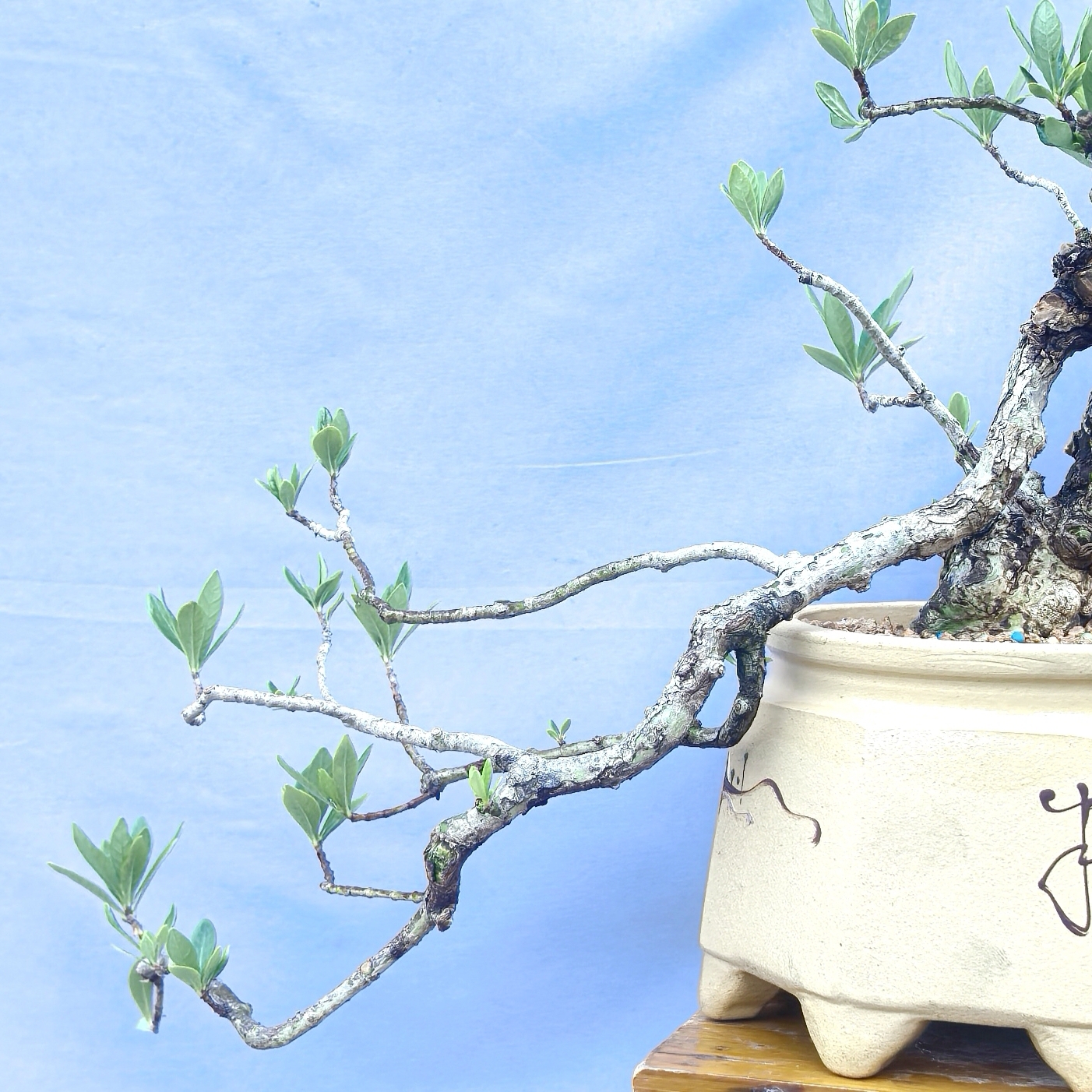 栀子花掌中宝盆景老桩造型盆栽室内鲜活书房桌禅意植物一物一拍