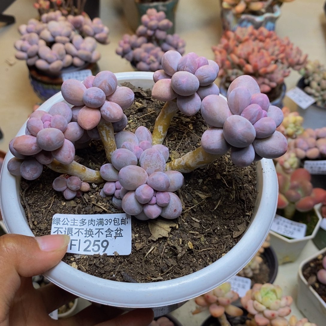 259香水手指奶多肉9c m