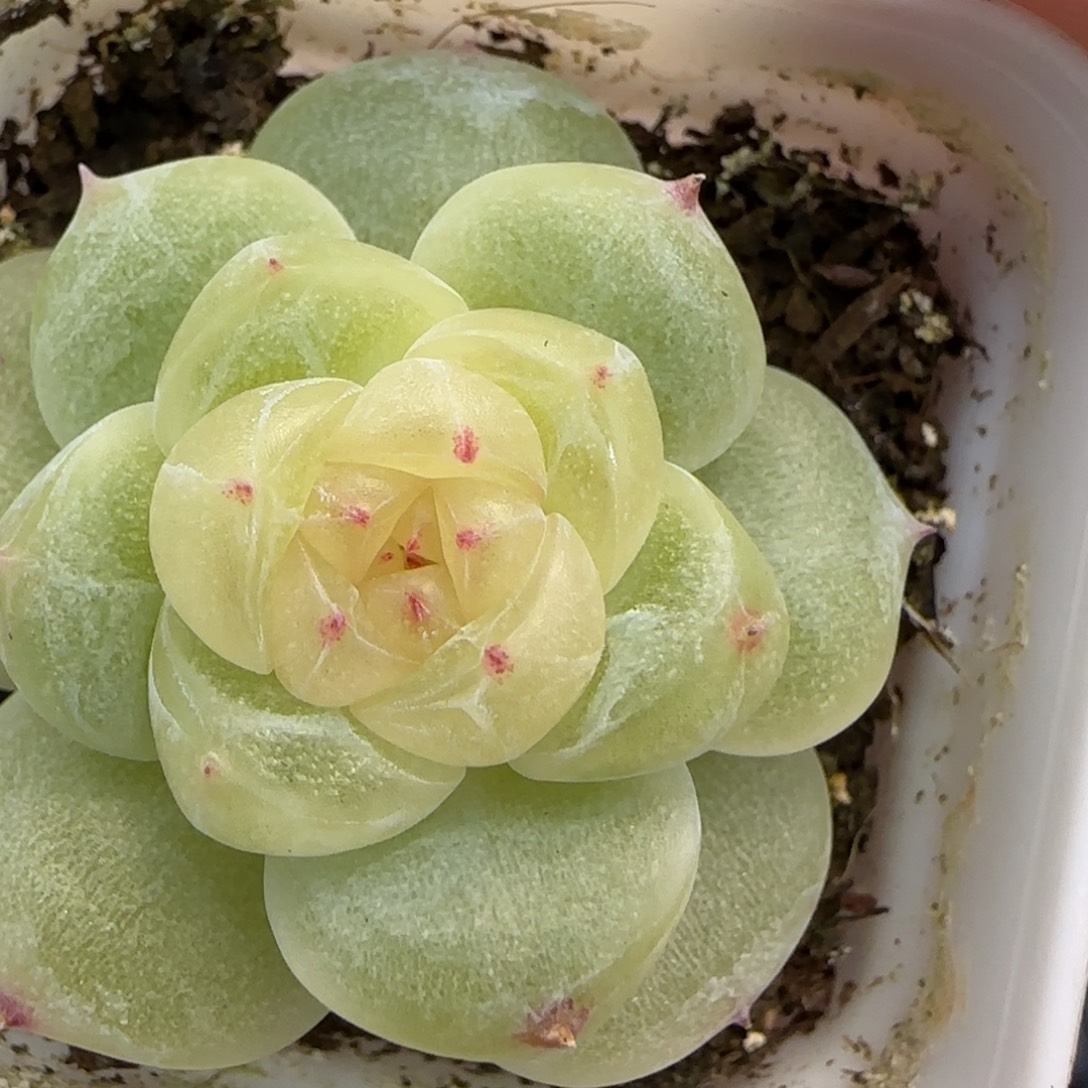 财富2 盆4床一个满25包邮