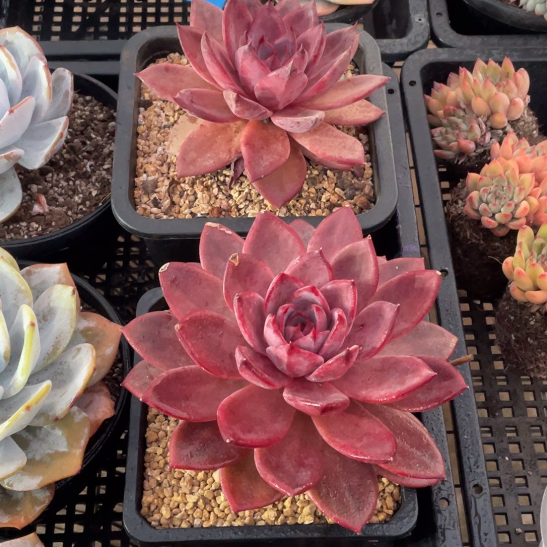 1207-71-大单头母本红糖卡