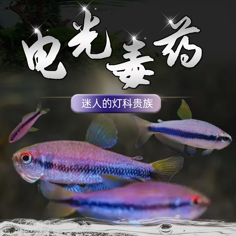 电光D Y 灯鱼小型南美稀有高端灯科鱼草缸群游观赏鱼活体