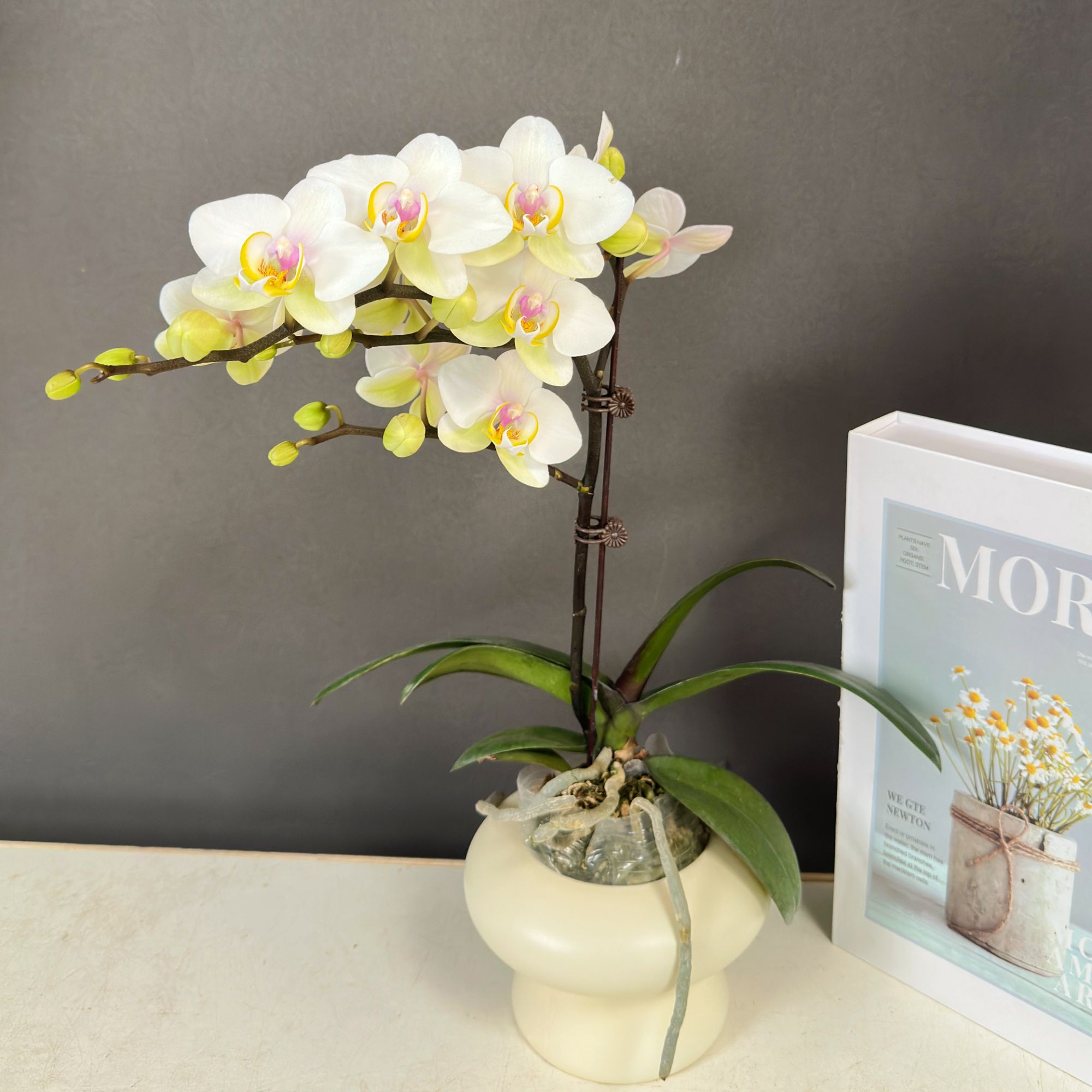 蝴蝶兰【大忙人】欧品 白色小花 蝴蝶兰鲜花室内送礼花卉