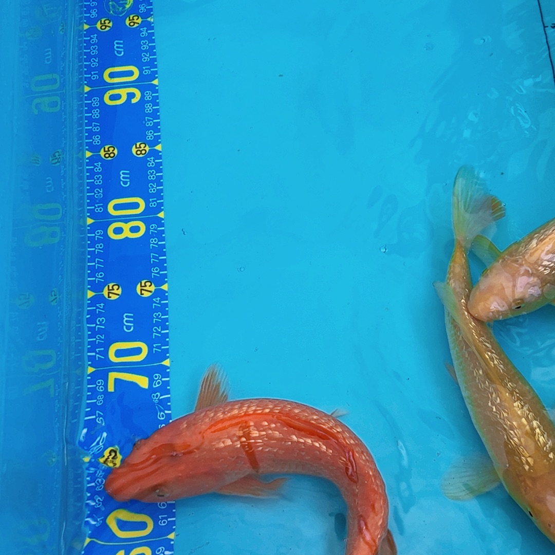 锦鲤公介子25公分一条