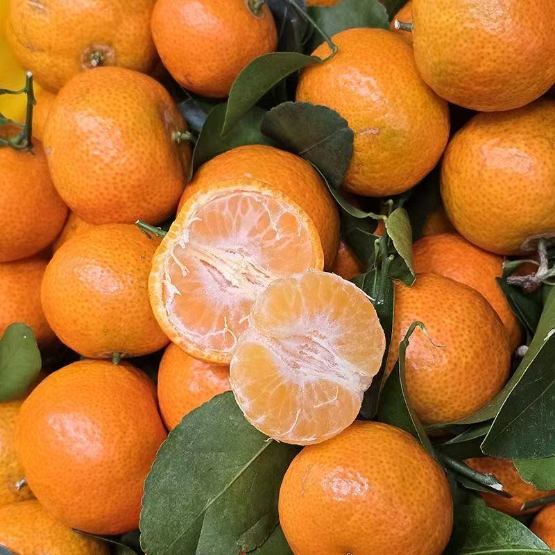 【散装4斤】精品砂糖橘散装4斤左右