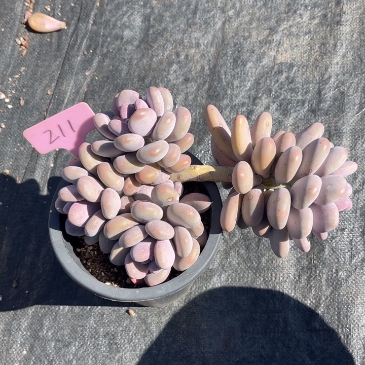 大叶奶多肉植物211