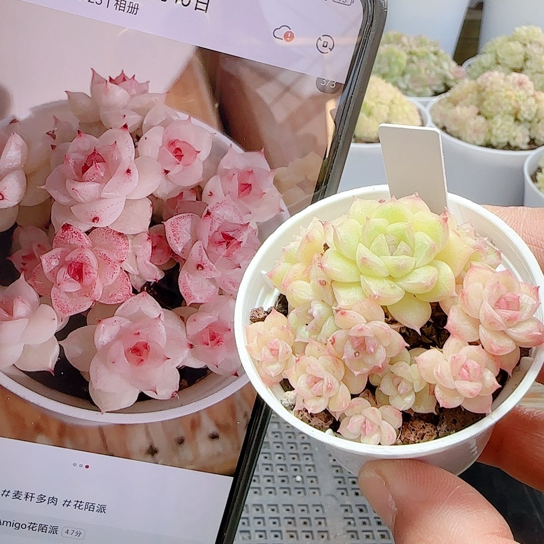 1126-7（m1-377）优选