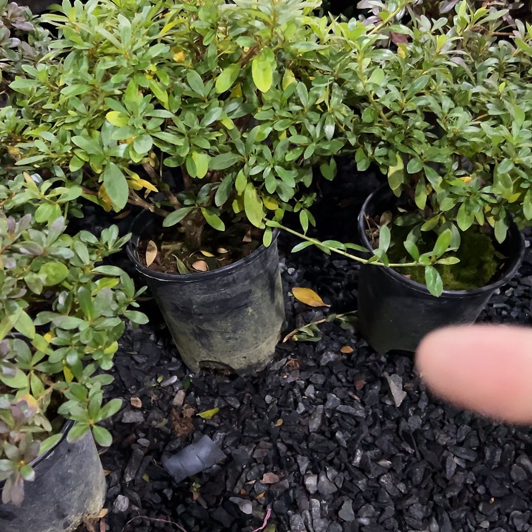 无花朵盆景皋月杜鹃若惠比须