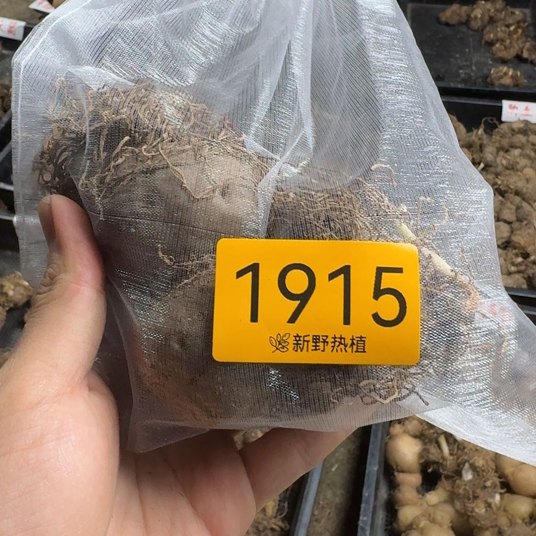 完全开放1915粉色飞溅裸球不售后