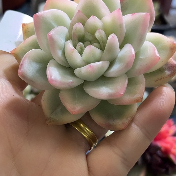 276珍妮款白透冰月亮锦炸无根