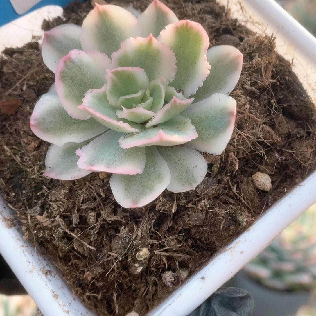 257紫蝴蝶锦锦锦锦锦锦