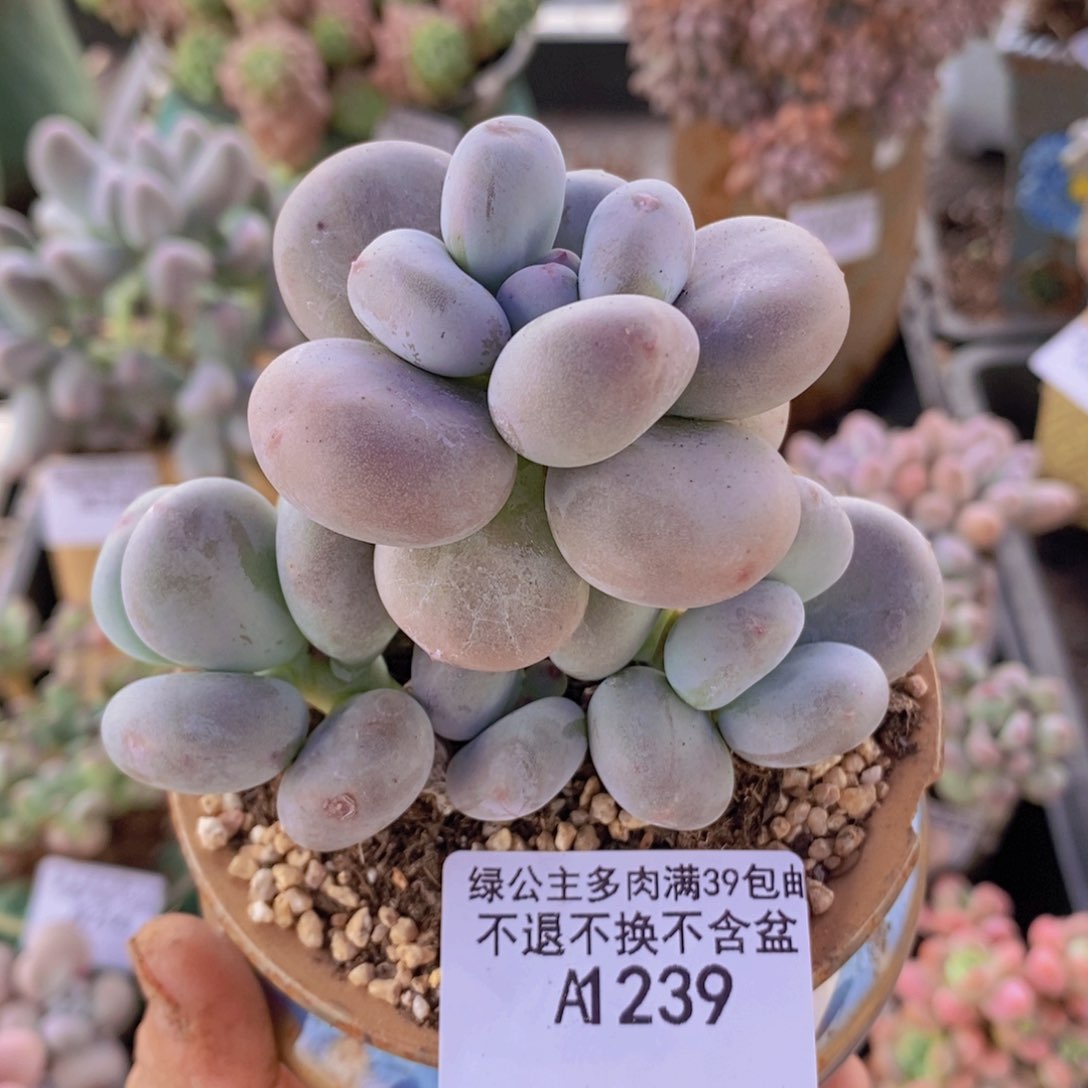 黄金大叶奶8cm239多肉植物