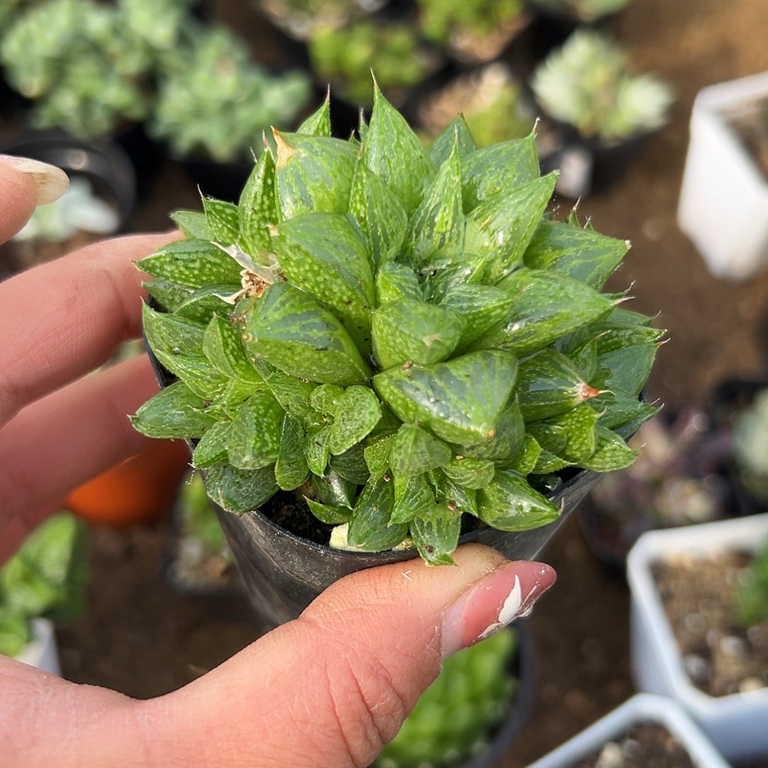 多肉植物多肉植物