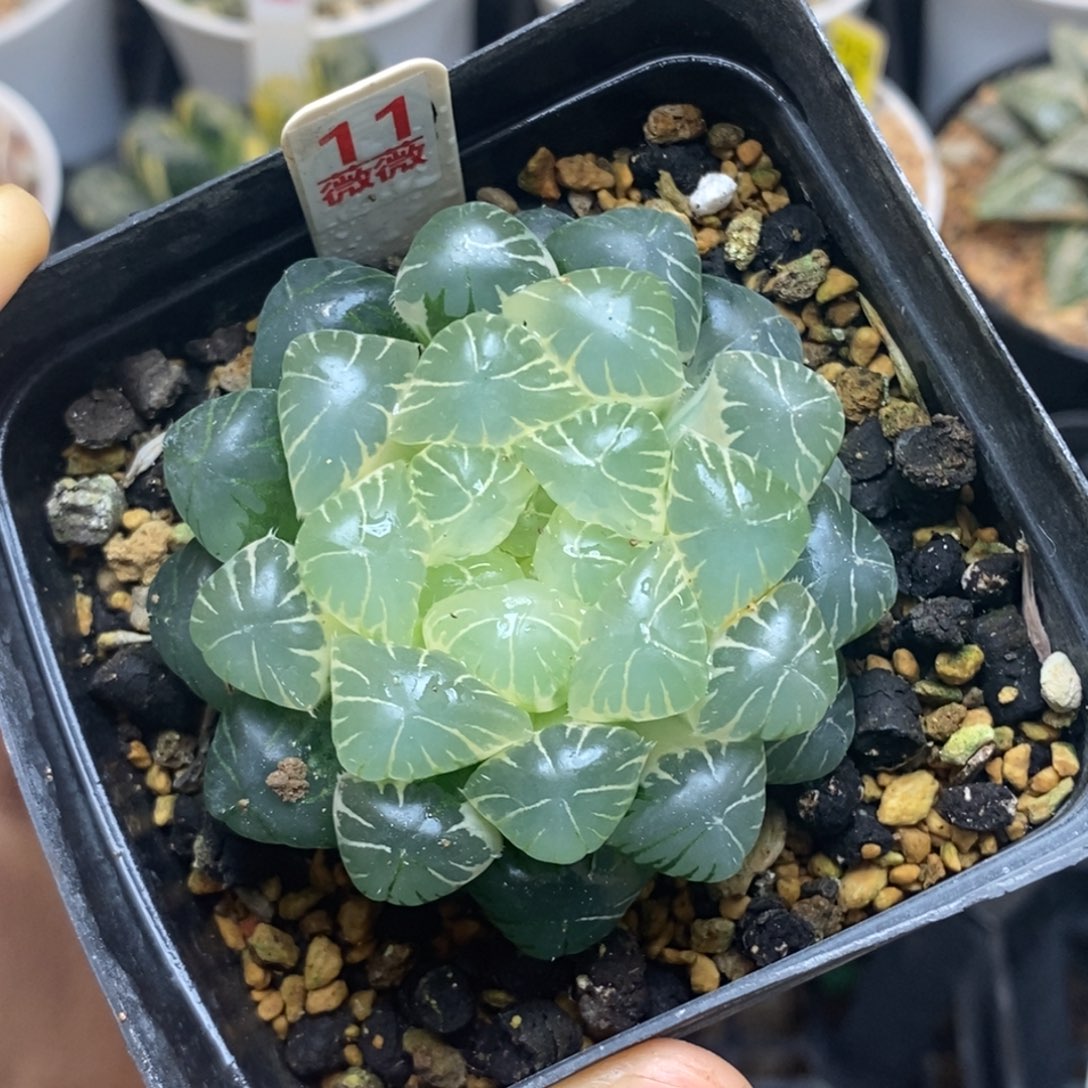 11实生糊斑湖水多肉植物